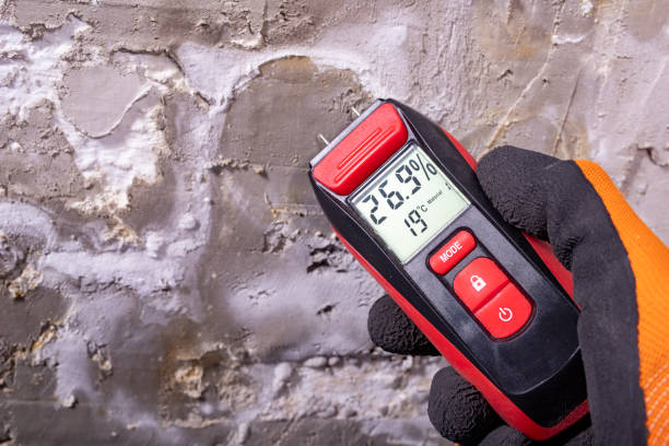 Best Black Mold Remediation in Willowick, OH