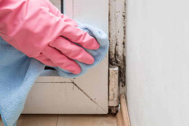 Best White Mold Remediation in Willowick, OH